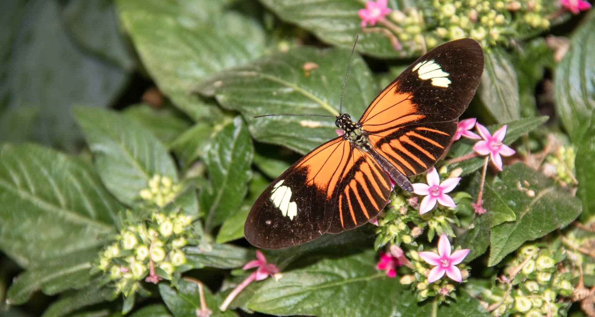 A orange butterfly perched on green foliage and pink flowers.