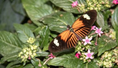 A orange butterfly perched on green foliage and pink flowers.