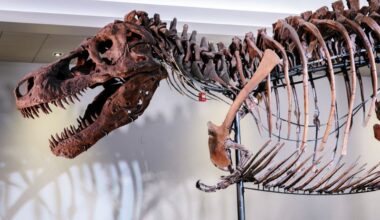 Here's how Tyrannosaurus ended up with a big head and small arms
