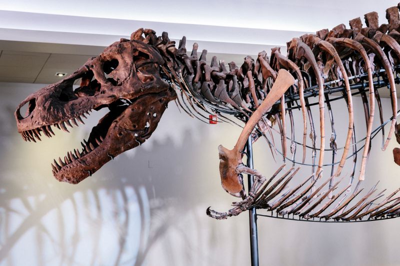 Here's how Tyrannosaurus ended up with a big head and small arms