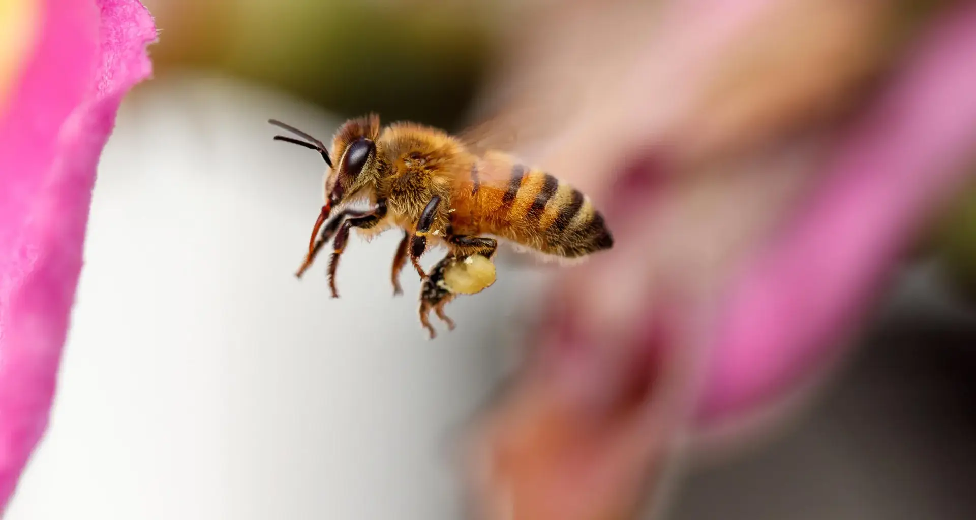 Honey bees have their own personal flight paths and fly them with stunning precision