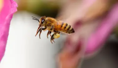 Honey bees have their own personal flight paths and fly them with stunning precision