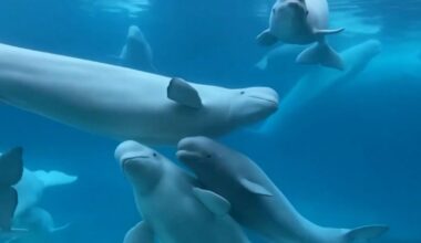 Ottawa endorses plan to re-home Canada's last remaining captive whales – CP24