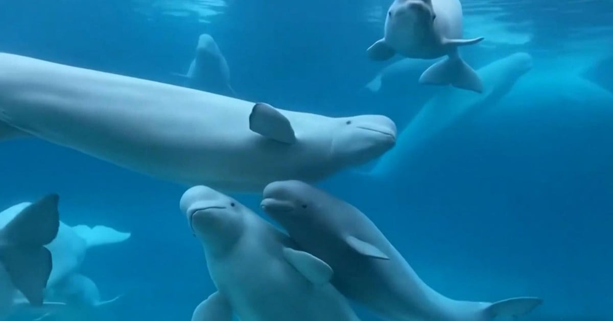 Ottawa endorses plan to re-home Canada's last remaining captive whales – CP24