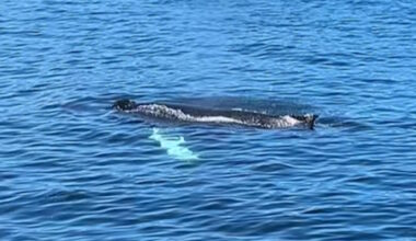 Humpback Whales Putting on Spectacular Show in Conception Bay