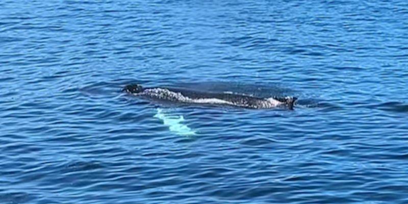 Humpback Whales Putting on Spectacular Show in Conception Bay