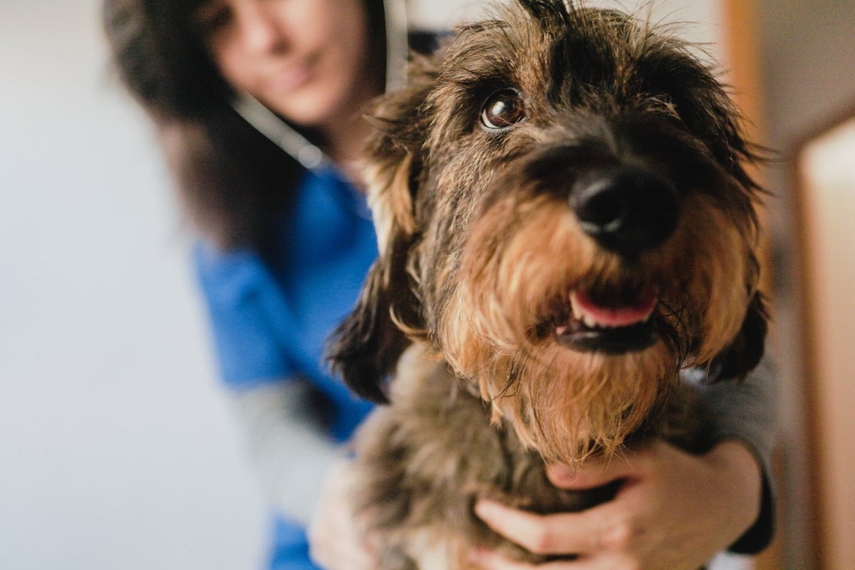Do pets really reduce stress? A new study has found they don’t - The Independent
