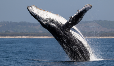 When a dead whale sinks to the seafloor, its 'whale fall' becomes an oasis feeding deep-sea life for decades — up to 190 species crowding a single skeleton, with bone-eating worms gnawing the bones for as long as a decade