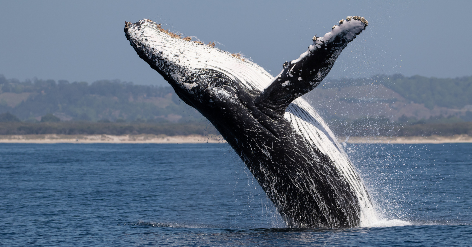 When a dead whale sinks to the seafloor, its 'whale fall' becomes an oasis feeding deep-sea life for decades — up to 190 species crowding a single skeleton, with bone-eating worms gnawing the bones for as long as a decade