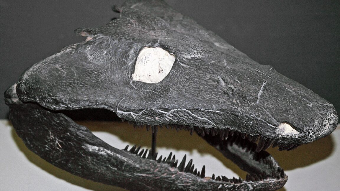 Image of the skull of a large, flat-headed animal with a toothy jaw.