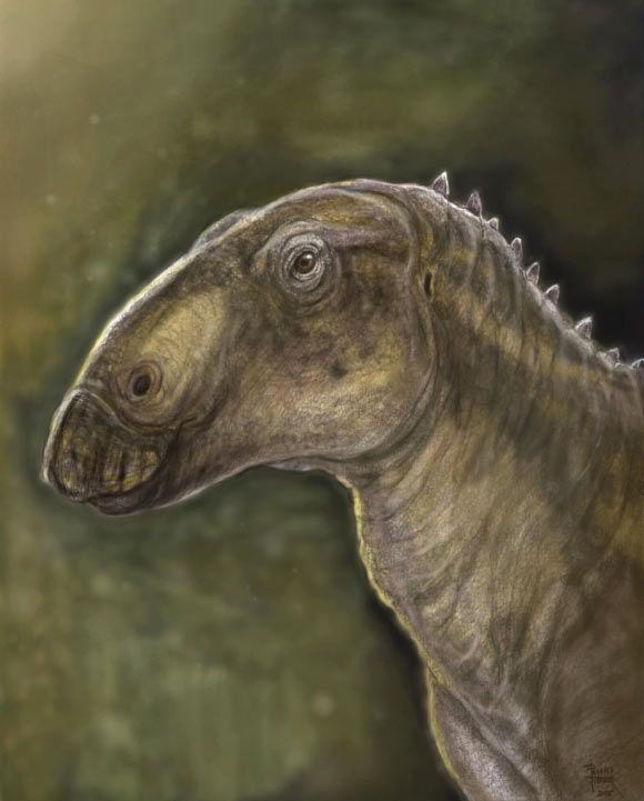 Kryptohadros kallaiae. Image credit: Tibor Pecsics.