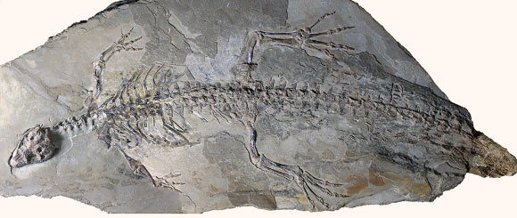 The holotype specimen of Montsecosuchus depereti under UV light. Image credit: Castillo-Visa et al., doi: 10.1093/zoolinnean/zlag076.