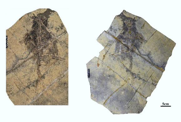 The holotype specimen of Changzhousaurus sinensis, slab and counter slab. Image credit: Xing Xu, doi: 10.19615/j.cnki.2096-9899.260616.