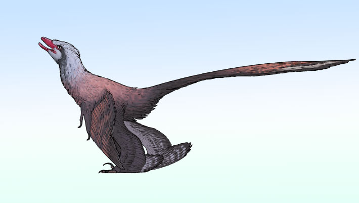 New Feathered Dinosaur from China Had Peacock-Like Tail