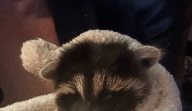 VIDEO: Baby raccoon rescued after following woman on Wascana Trails