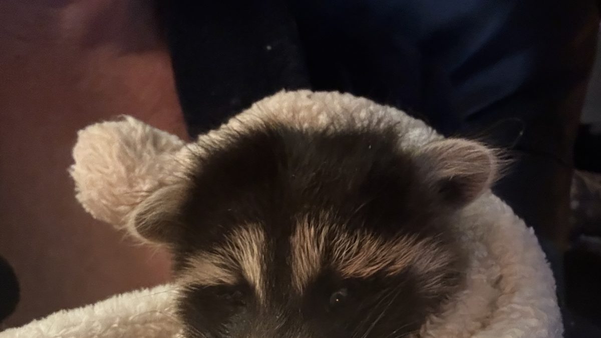 VIDEO: Baby raccoon rescued after following woman on Wascana Trails