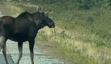 Moose Safety Concerns Rise on Southern Shore Highway After Double-Fatal Crash