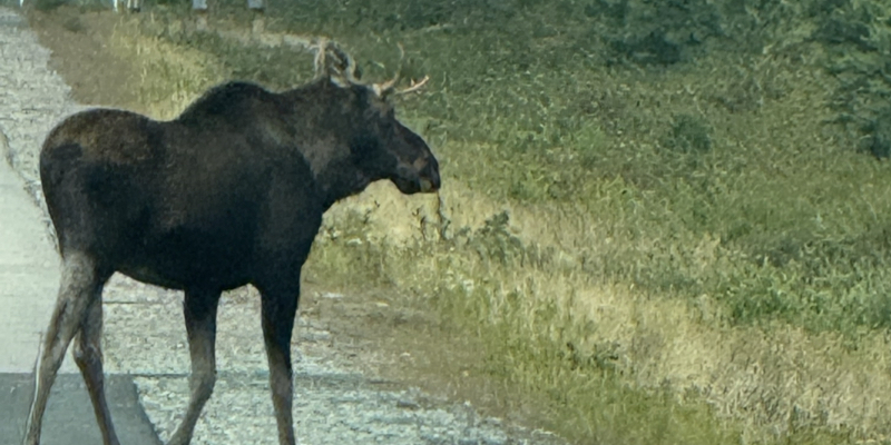 Moose Safety Concerns Rise on Southern Shore Highway After Double-Fatal Crash
