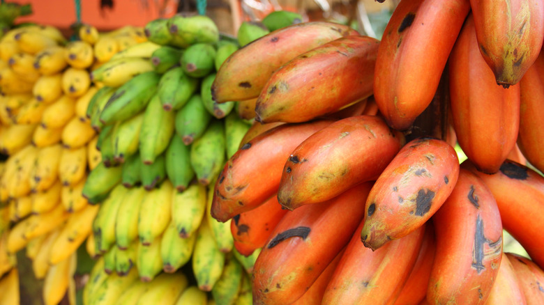 Red, yellow, and green bananas at a stand.