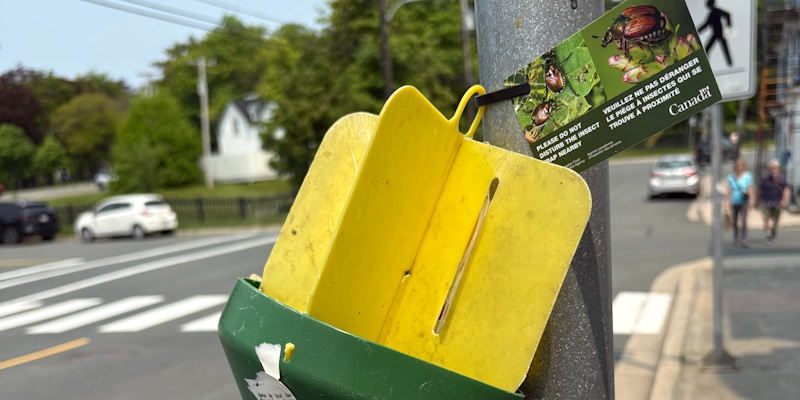 Crews to Attack Japanese Beetle with Larvicide Treatments Starting Today