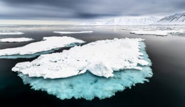 Sea ice loss in the Arctic has triggered a critical tipping point that's destroying the food chain