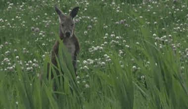 Update: Escaped kangaroo safely captured after days on the loose in Boucherville