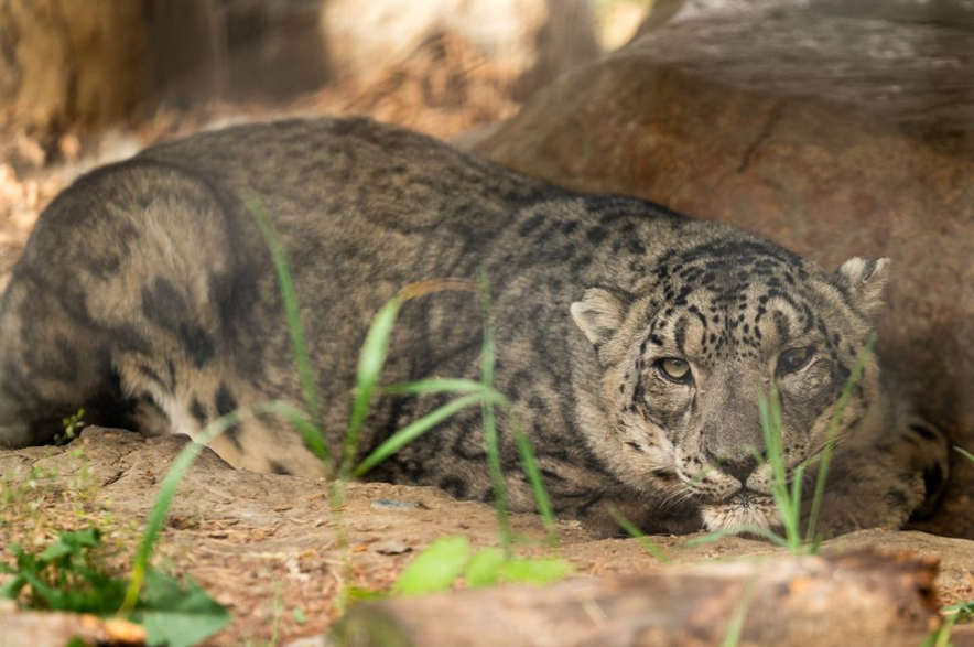 Kazi the snow leopard at the Saskatoon Forestry Farm Park & Zoo.