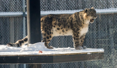 Kazi the snow leopard at the Saskatoon Forestry Farm Park & Zoo.