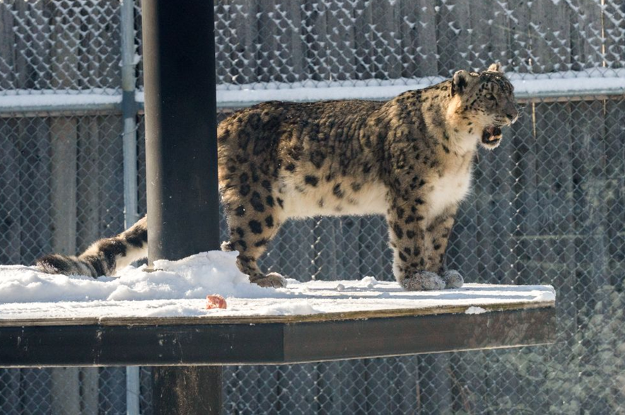 Kazi the snow leopard at the Saskatoon Forestry Farm Park & Zoo.