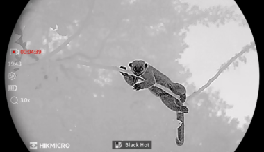 Watch the elusive world of the rainforest canopy at night