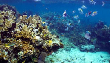Underwater Speakers Are Having An Unexpected Effect On Jamaica's Coral Reefs
