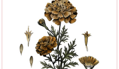 Could marigolds be the next superfood?