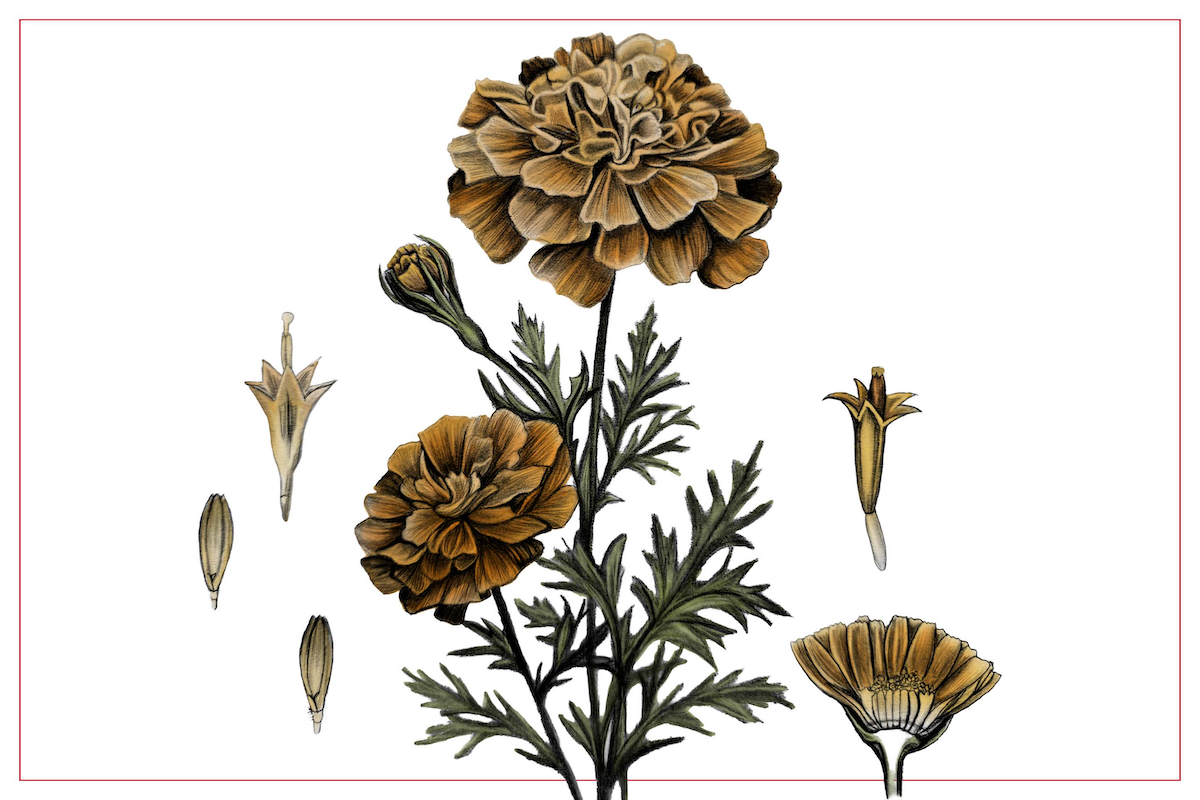 Could marigolds be the next superfood?