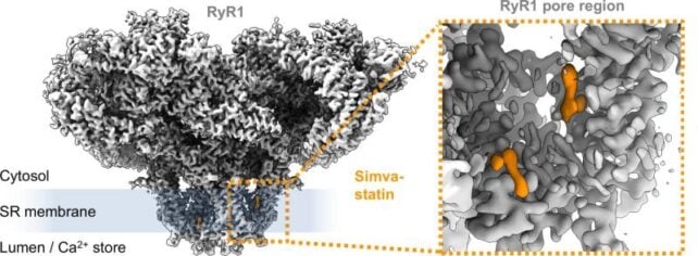 Cryo-EM model of the RyR1 calcium channel, with simvastatin binding sites highlighted in orange and a magnified view of the pore region.