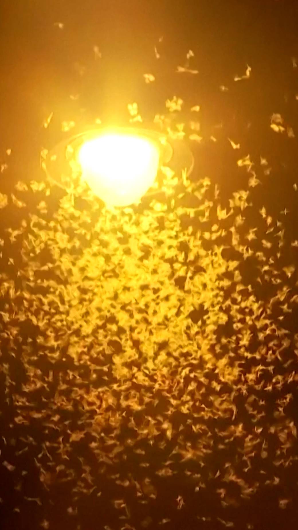 Click to play video: 'Hot bug summer: Low river levels cause millions of Mayflies to swarm Budapest'
