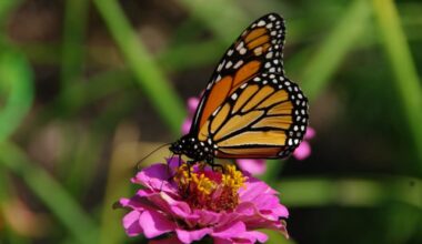 Endangered monarch butterflies return to Saskatchewan