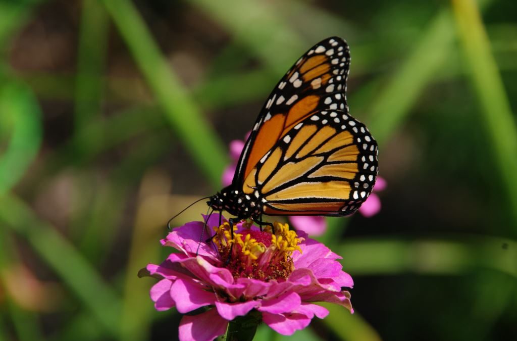 Endangered monarch butterflies return to Saskatchewan