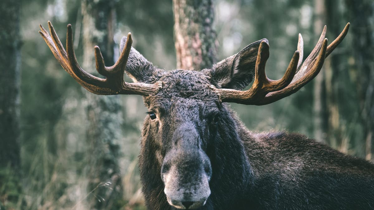 A moose bull with large antlers standing in a forest.