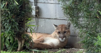 Mountain lion spotted in busy Old Town Pasadena, steps from shops, restaurants and hotels