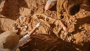 Chinese researchers reveal dinosaur species linked to origins of flight