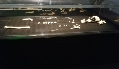 Photo of a partial hominin skeleton on a black table inside a glass display case.