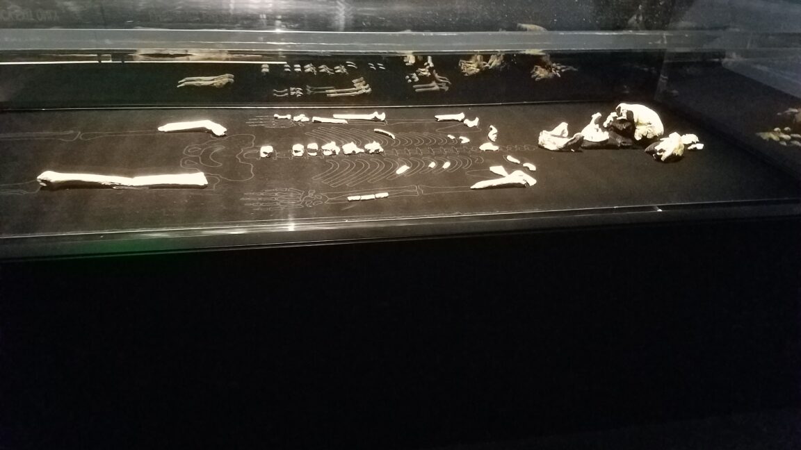Photo of a partial hominin skeleton on a black table inside a glass display case.
