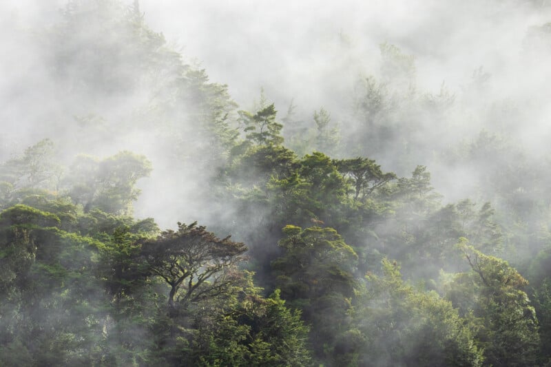 Dense green forest trees shrouded in thick, swirling fog, with sunlight softly filtering through the mist, creating a mysterious and tranquil atmosphere.