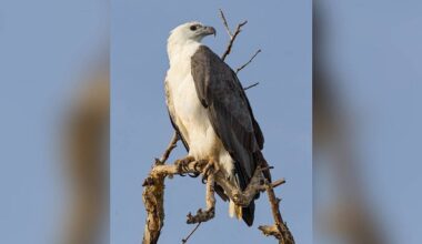 Risks mount for sea eagle along TN coast due to habitat loss, says study