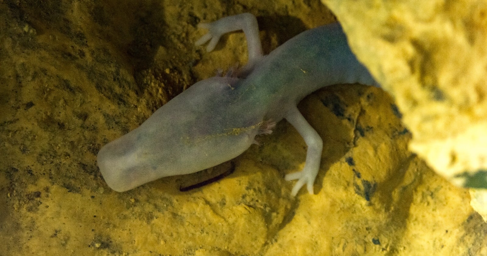 A blind cave salamander called the olm is projected to live past a hundred years, and biologists still cannot explain how it ages so slowly