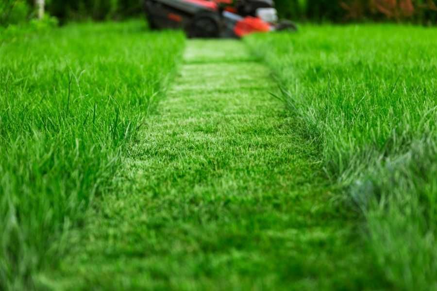 grass, lawn, perfect lawn, mowing grass, tearing out grass