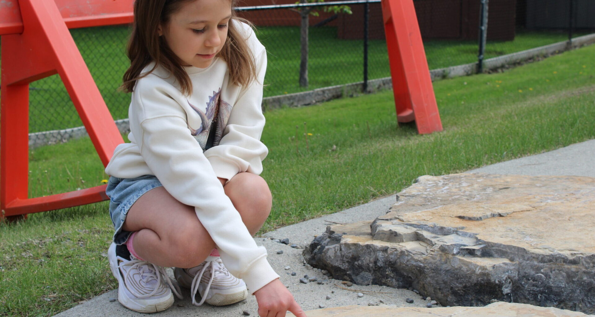 Young girl discovers rare ancient fossil at Calgary playground