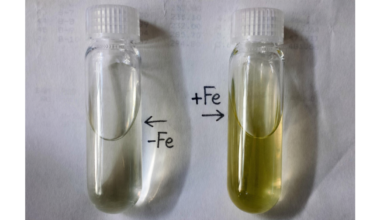 Tiny, abundant ocean alga shows how life thrives where sunlight and iron are scarce