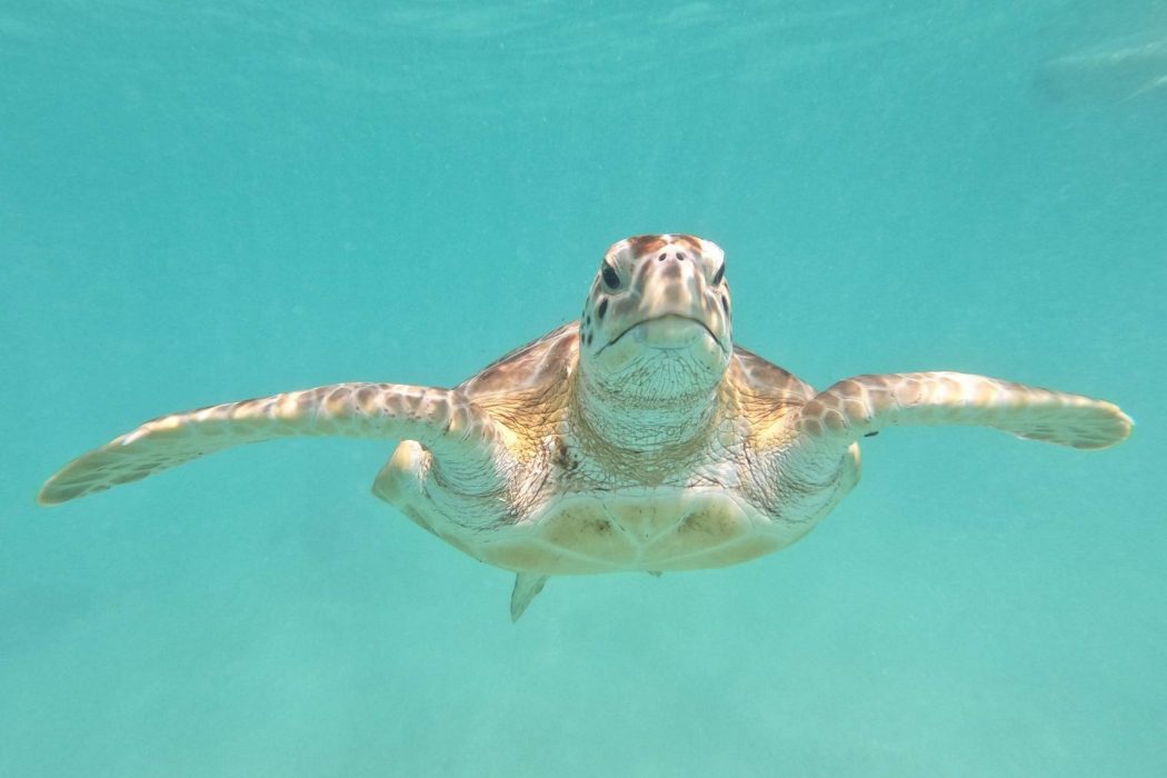 A sea turtle swimming underwater.