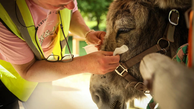 Therapy donkeys are helping psychiatric patients heal at a hospital on outskirts of Paris
